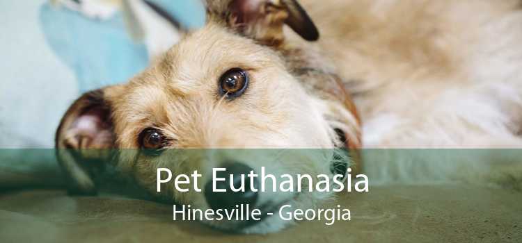 Pet Euthanasia Hinesville - Georgia