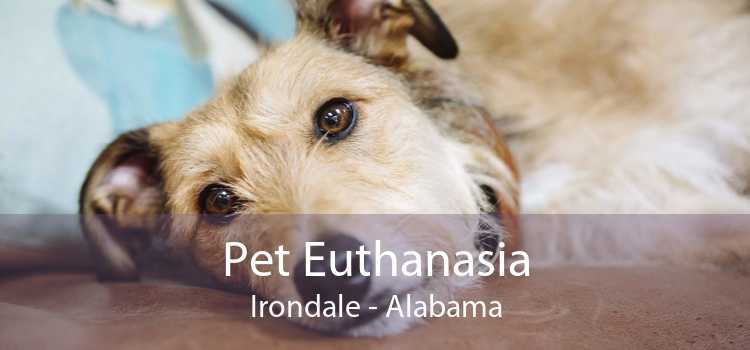 Pet Euthanasia Irondale - Alabama
