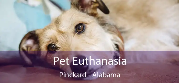 Pet Euthanasia Pinckard - Alabama