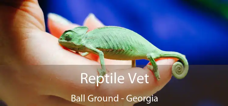 Reptile Vet Ball Ground - Georgia