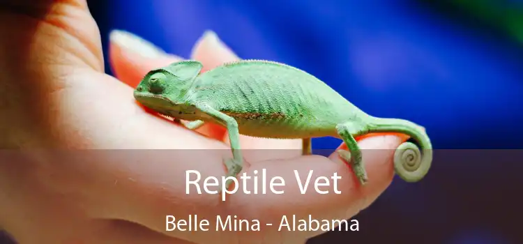 Reptile Vet Belle Mina - Alabama