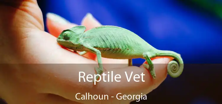 Reptile Vet Calhoun - Georgia