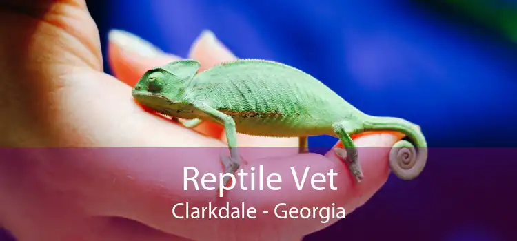 Reptile Vet Clarkdale - Georgia
