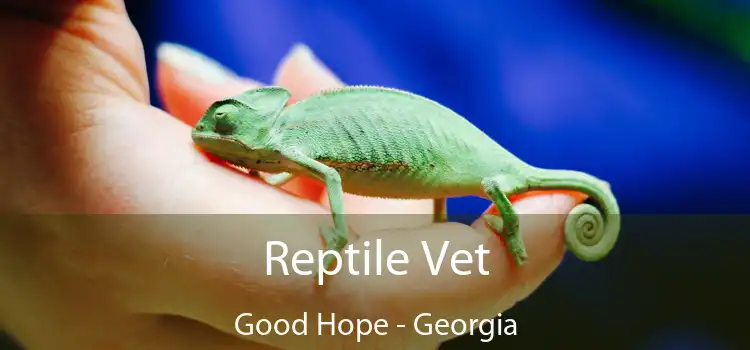 Reptile Vet Good Hope - Georgia