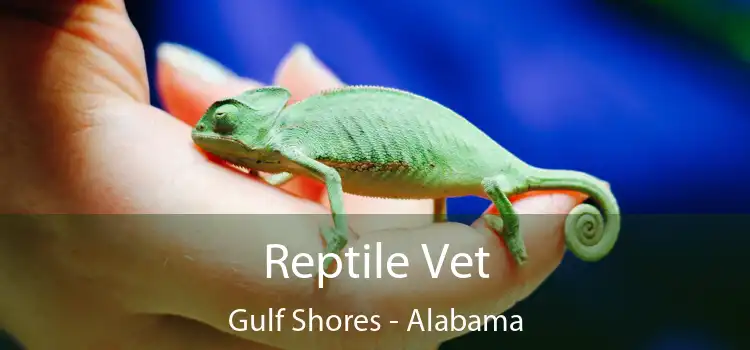 Reptile Vet Gulf Shores - Alabama