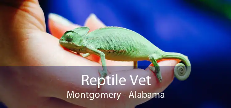 Reptile Vet Montgomery - Alabama