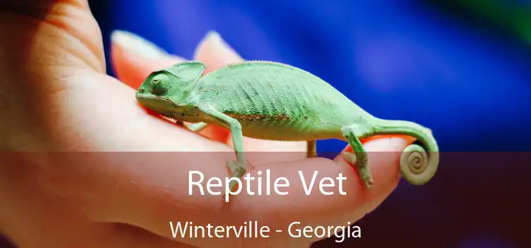 Reptile Vet Winterville - Georgia