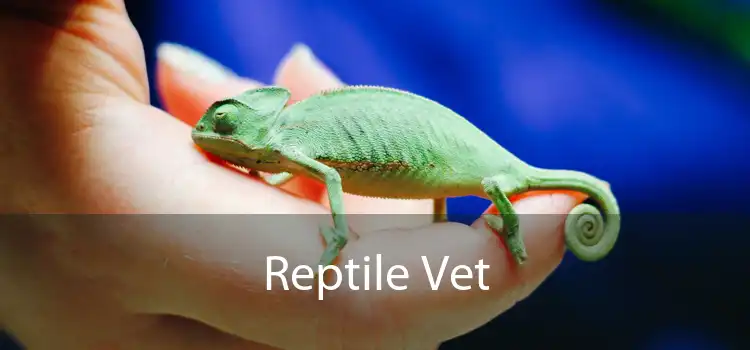 Reptile Vet