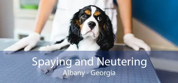 Spaying and Neutering Albany - Georgia