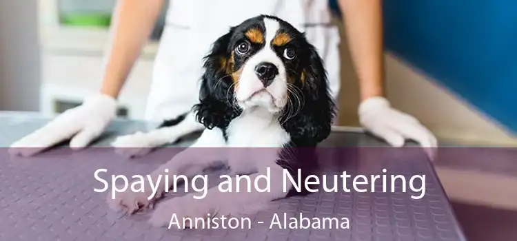 Spaying and Neutering Anniston - Alabama