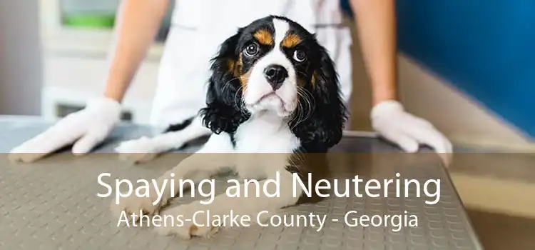 Spaying and Neutering Athens-Clarke County - Georgia