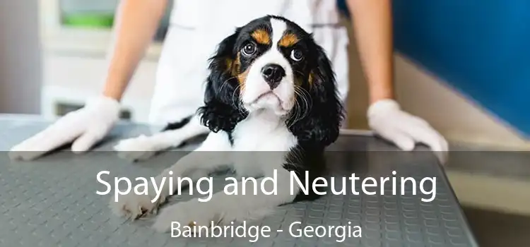 Spaying and Neutering Bainbridge - Georgia