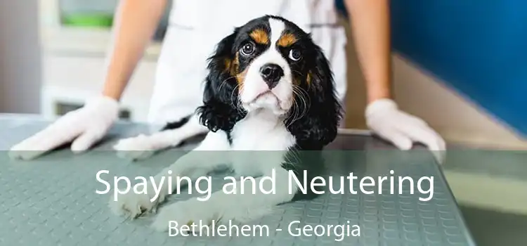 Spaying and Neutering Bethlehem - Georgia