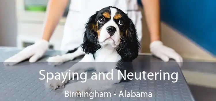 Spaying and Neutering Birmingham - Alabama