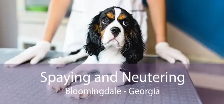 Spaying and Neutering Bloomingdale - Georgia