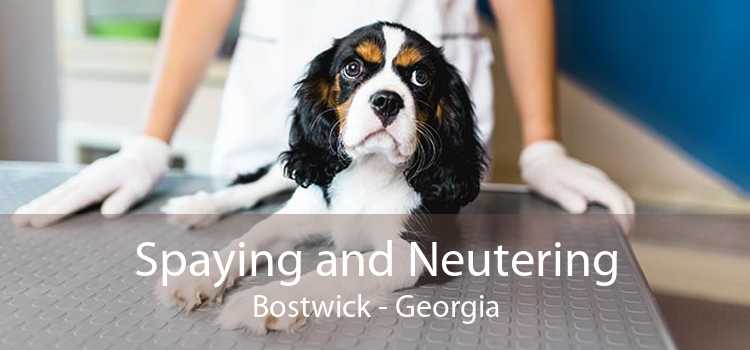 Spaying and Neutering Bostwick - Georgia