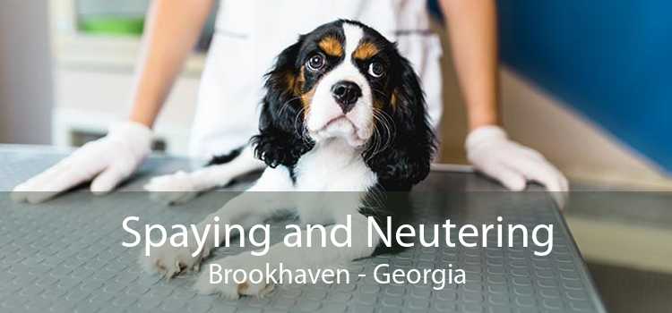 Spaying and Neutering Brookhaven - Georgia
