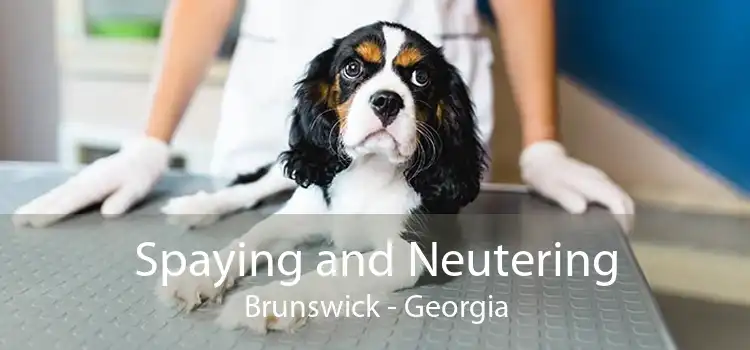 Spaying and Neutering Brunswick - Georgia