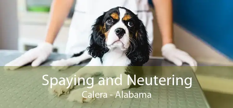 Spaying and Neutering Calera - Alabama