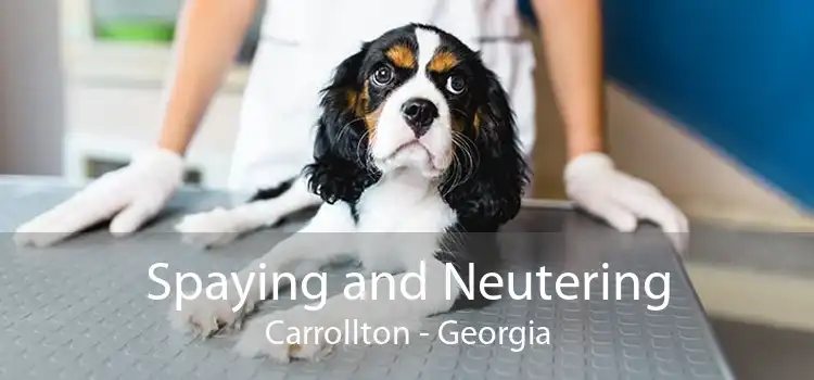 Spaying and Neutering Carrollton - Georgia