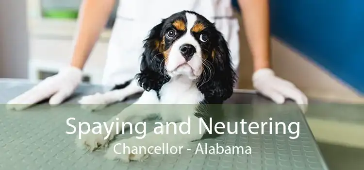 Spaying and Neutering Chancellor - Alabama