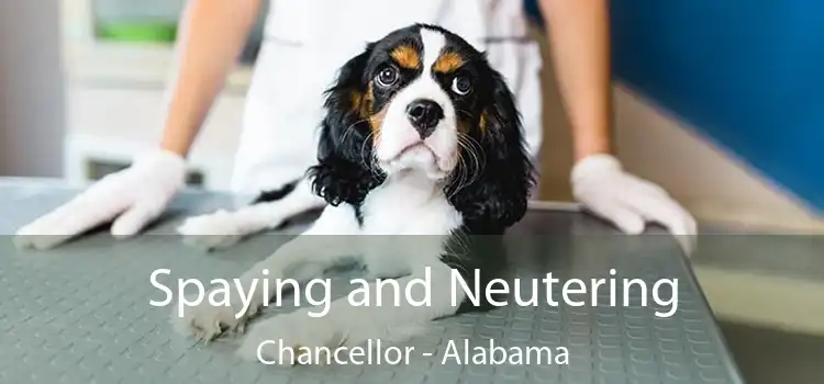 Spaying and Neutering Chancellor - Alabama