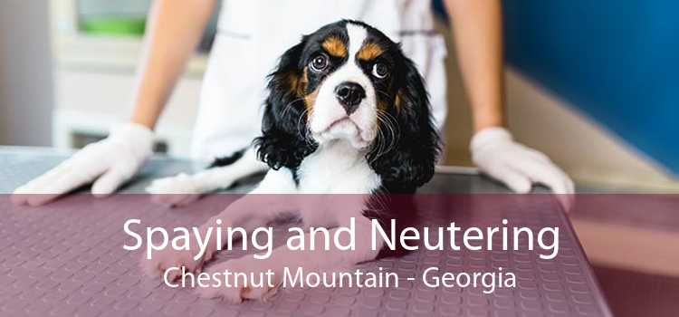 Spaying and Neutering Chestnut Mountain - Georgia