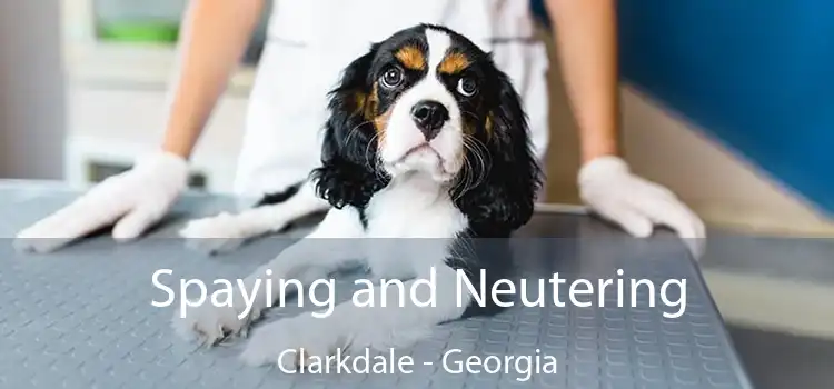 Spaying and Neutering Clarkdale - Georgia