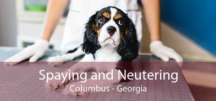 Spaying and Neutering Columbus - Georgia