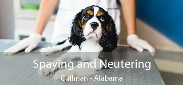 Spaying and Neutering Cullman - Alabama