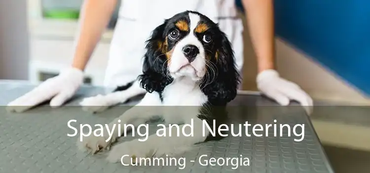 Spaying and Neutering Cumming - Georgia
