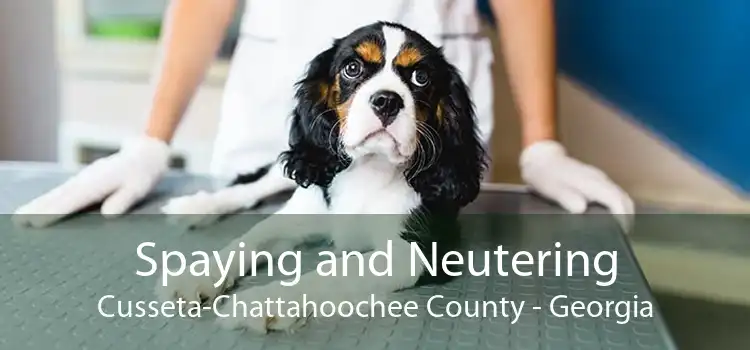 Spaying and Neutering Cusseta-Chattahoochee County - Georgia