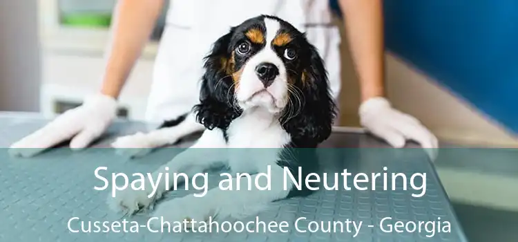 Spaying and Neutering Cusseta-Chattahoochee County - Georgia