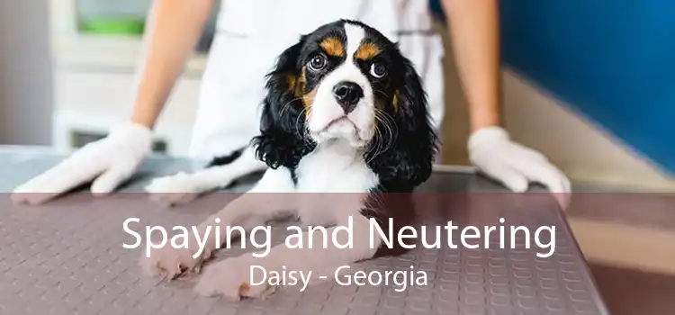 Spaying and Neutering Daisy - Georgia