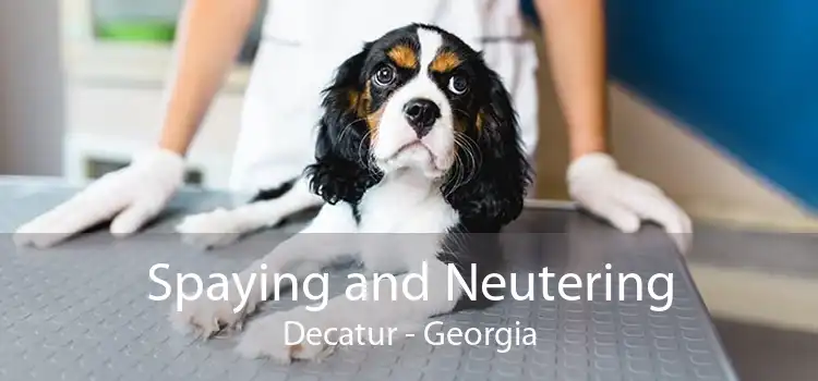 Spaying and Neutering Decatur - Georgia