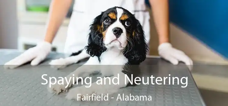 Spaying and Neutering Fairfield - Alabama