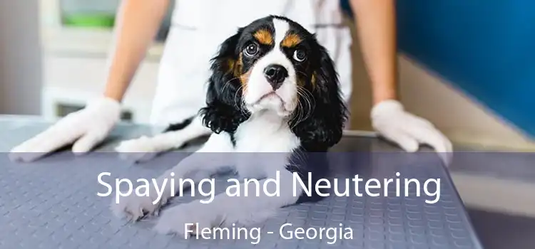Spaying and Neutering Fleming - Georgia
