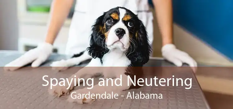 Spaying and Neutering Gardendale - Alabama