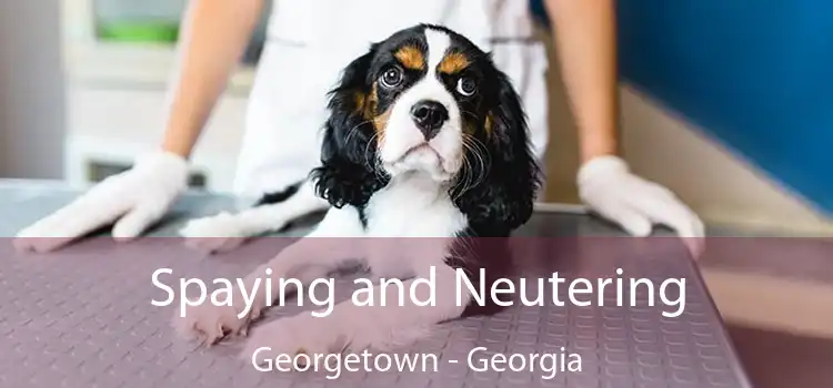 Spaying and Neutering Georgetown - Georgia
