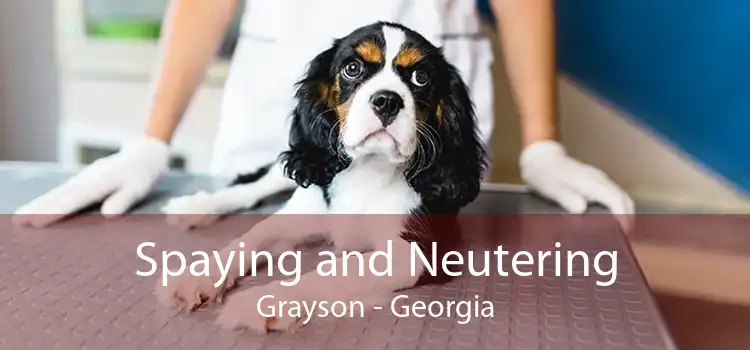 Spaying and Neutering Grayson - Georgia