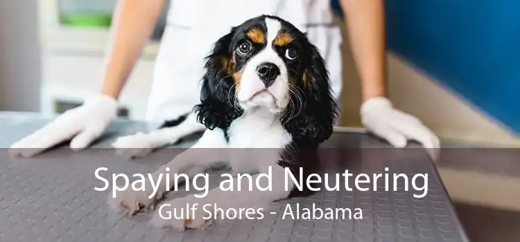 Spaying and Neutering Gulf Shores - Alabama