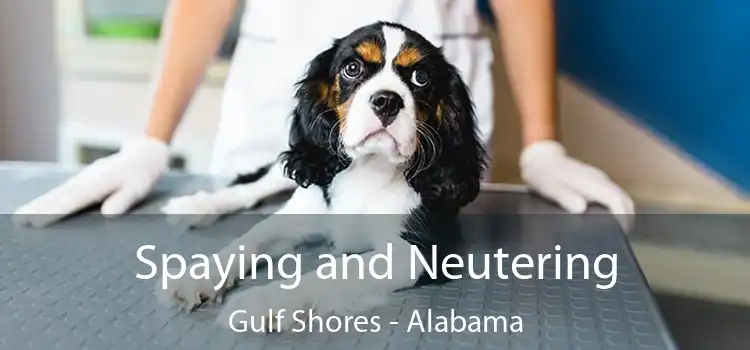 Spaying and Neutering Gulf Shores - Alabama