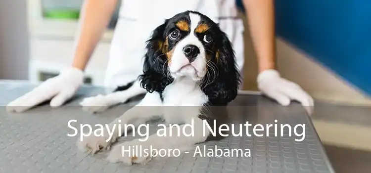 Spaying and Neutering Hillsboro - Alabama