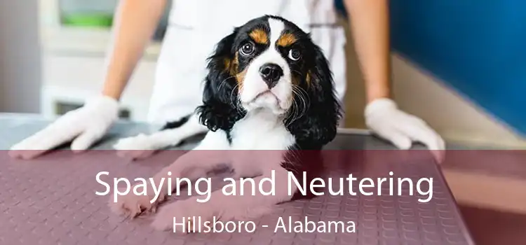 Spaying and Neutering Hillsboro - Alabama