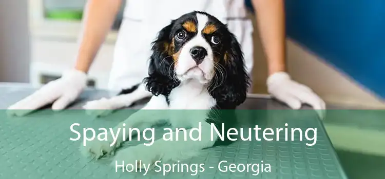 Spaying and Neutering Holly Springs - Georgia