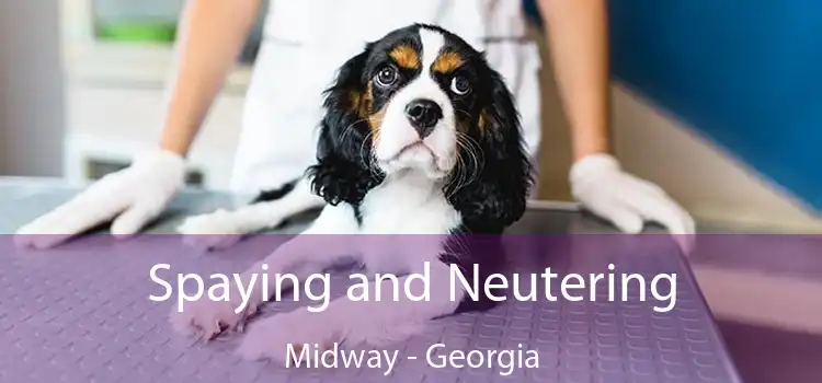 Spaying and Neutering Midway - Georgia