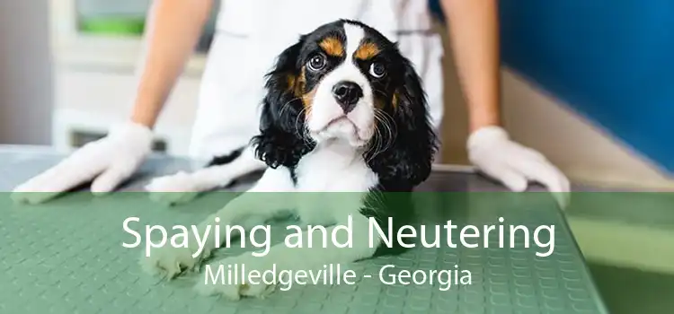 Spaying and Neutering Milledgeville - Georgia