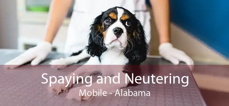 Spaying and Neutering Mobile - Alabama