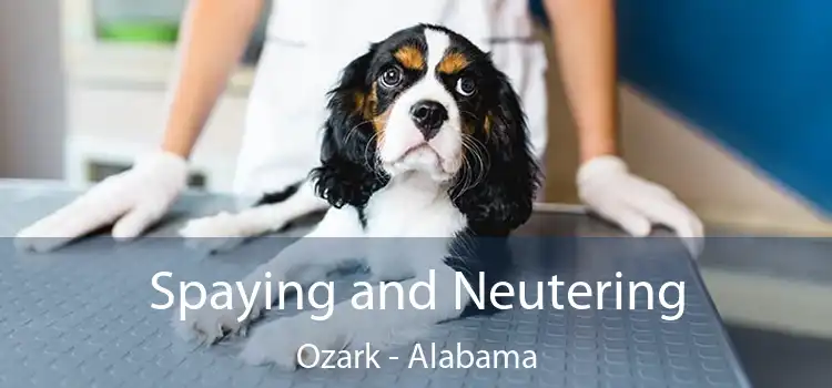 Spaying and Neutering Ozark - Alabama