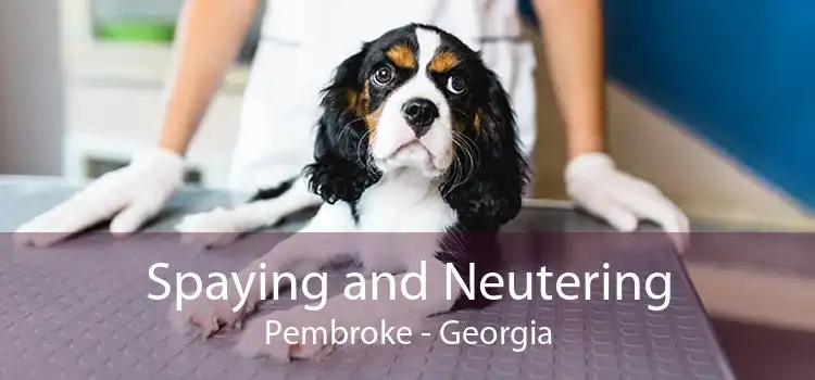 Spaying and Neutering Pembroke - Georgia